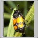 Necrophorus vespilloides - Totengraeber 04.jpg